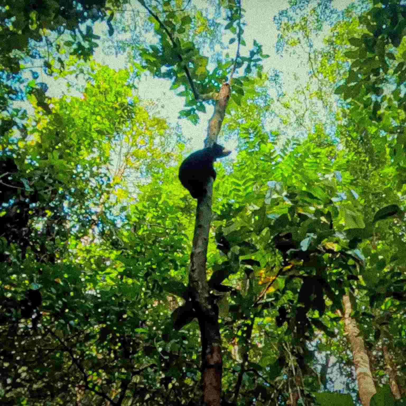 Borneo